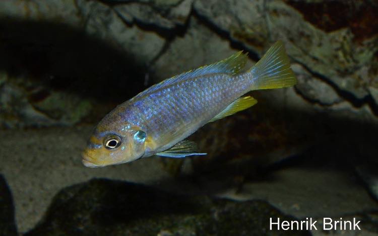 Maylandia sp. 'msobo heteropictus' Liuli